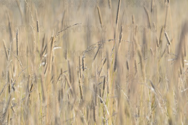 Sweet grasses (Poaceae) in the light of the morning sun, backlight, North Rhine-Westphalia, Germany, Europe