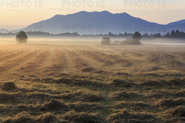 Morning atmosphere, fog, backlight, mountains, mown meadow, hay, summer, Loisach-Lake Kochel moor, view of Zwiesel, Bavaria, Germany, Europe