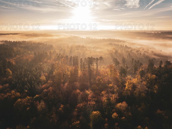 Autumn forest at sunrise in golden light and fog, conveys a peaceful atmosphere, Gechingen, Black Forest, Germany, Europe