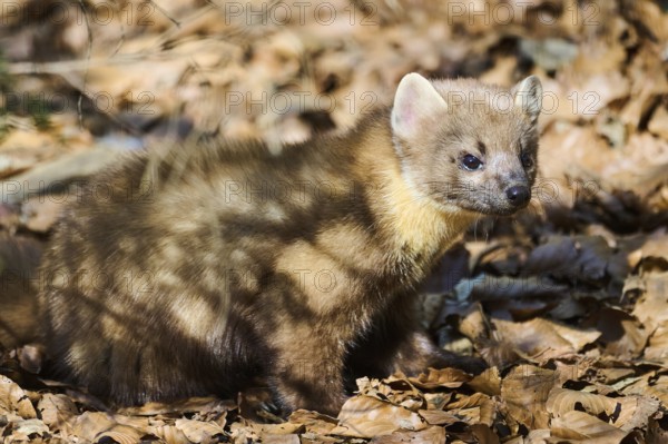 European pine marten (Martes martes) in a forest, Bavaria, Germany, Europe