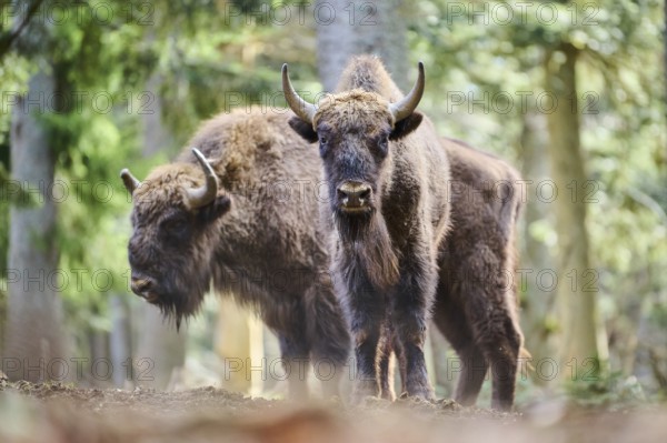 European bison (Bison bonasus) in a forest in spring, Bavarian Forest, Germany, Europe