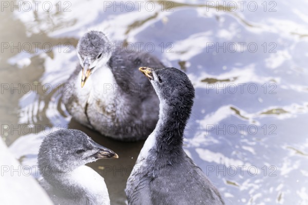 Eurasian Coot chicks (Fulica atra) three playing in the water, bird's eye view, close-up, top view, Dortmund, North Rhine-Westphalia, Germany, Europe