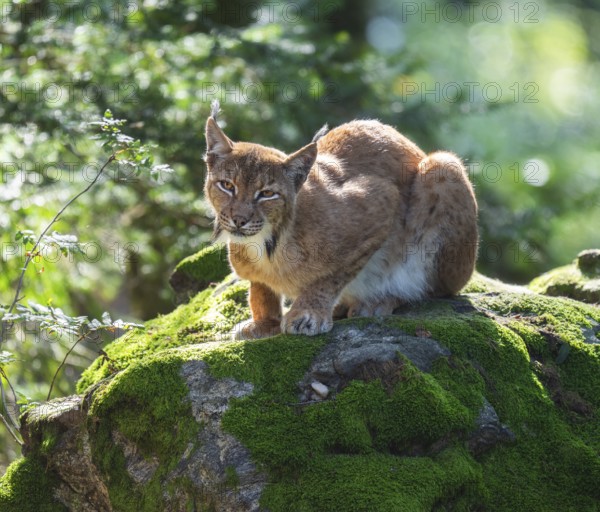 Eurasian lynx (Lynx lynx) lying on a moss-covered rock in the forest and looking attentively, captive, Germany, Europe