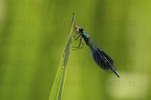 Banded demoiselle damselfly (Calopteryx splendens) adult male insect feeding on a small insect on a reed plant leaf in the summer, England, United Kingdom, Europe