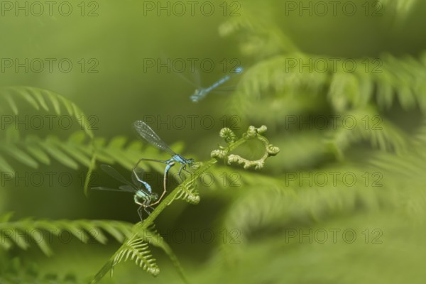 Blue tailed damselfly (Ischnura elegans) adult male and female insects mating on a Bracken plant leaf in the summer, England, United Kingdom, Europe