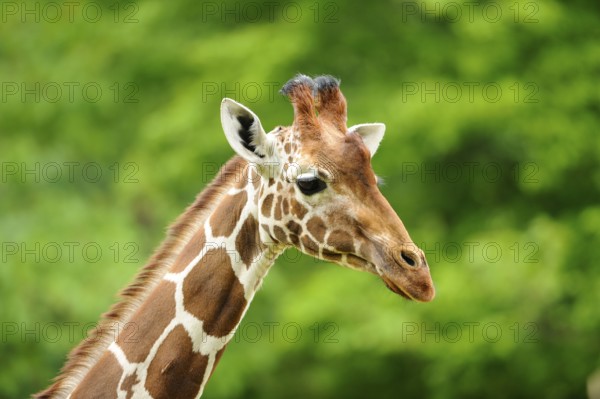 Head of a giraffe with distinctive fur pattern in front of a green, natural background, reticulated giraffe (Giraffa camelopardalis reticulata), captive