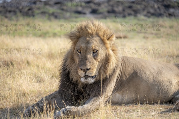 Lion (Panthera leo), animal portrait, adult male, lying in dry grass, Khwai, Okavango Delta, Moremi Game Reserve, Botswana, Africa