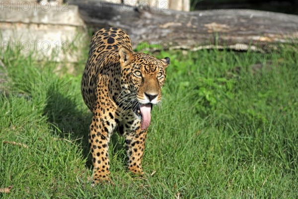 Jaguar (Panthera onca), adult, male, alert, sticks out tongue, Pantanal, Brazil, South America