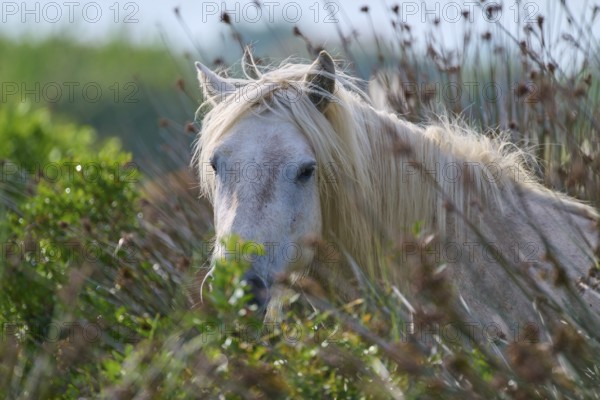 A white Camargue horse looks through tall grass in a peaceful natural landscape, Camargue, France, Europe