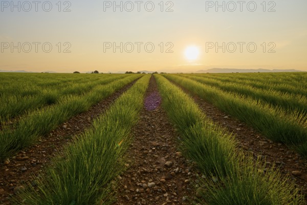 A wide lavender field (Lavandula), at sunrise, mountains in the background, summer, Valensole, Alpes-de-Haute-Provence, Provence-Alpes-Cote d'Azur, France, Europe