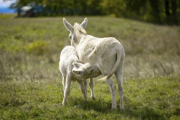 White donkeys, baroque donkeys, a foal drinking with its mother in a meadow, Lake Neusiedl National Park, Burgenland, Austria, Europe