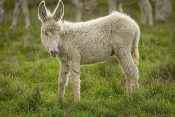 White donkey, baroque donkey, young donkey standing on a green meadow and looking gently to the side, Lake Neusiedl National Park, Burgenland, Austria, Europe