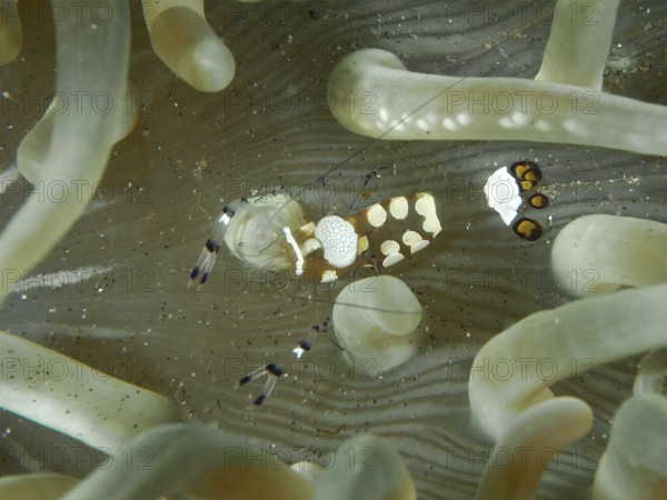 Transparent peacock anemone shrimp (Ancylocaris brevicarpalis) hiding between the tentacles of a sea anemone, dive site Secret Bay, Gilimanuk, Bali, Indonesia, Asia