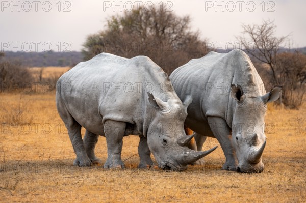 Southern white rhinoceros (Ceratotherium simum simum), two rhinos in the evening light, Khama Rhino Sanctuary, Serowe, Botswana, Africa