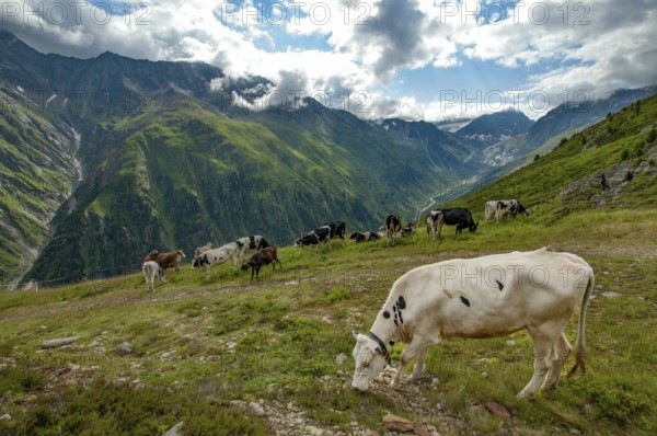 Young cattle on an alpine meadow in the Pitztal, in the background the valley of the Pitzbach and the Ötztal glacier, Tyrol, Austria, Europe