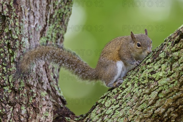 American grey squirrel (Sciurus carolinensis) sitting on a leafy branch on a tree, surrounded by nature, Pembroke Pines, Florida, USA, North America