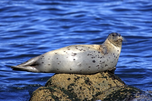 Harbour seal (Phoca vitulina), adult, rock, water, sea, resting, relaxed, Monterey, California, USA, North America