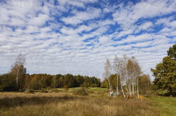 Lean meadow, altocumulus, cloudy sky with fleecy clouds and birch trees in the Blockheide nature park Park near Gmünd, Waldviertel, Lower Austria, Austria, Europe