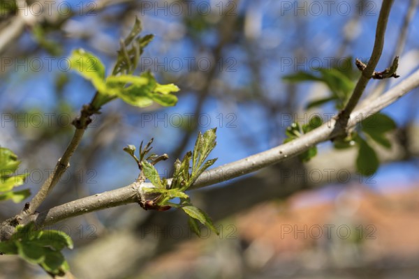 Freshly sprouted leaves of the Sambucus nigra (Sambucus nigra), Saxony, Germany, Europe