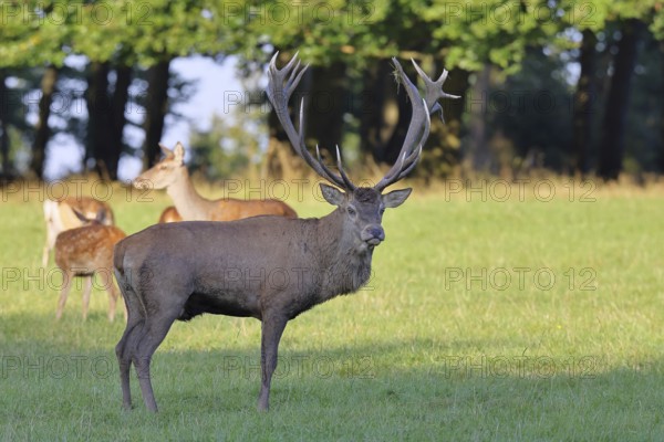 Red deer (Cervus elaphus) in mating season, capital stag with hinds in a forest clearing, wildlife, Sauerland, North Rhine-Westphalia, Germany, Europe