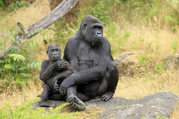Western gorilla (Gorilla gorilla), adult, female, with young, sitting, on ground