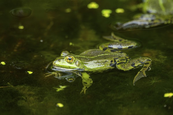 Edible frog (Pelophylax esculentus) in a little lake in the water, Bavaria, Germany, Europe