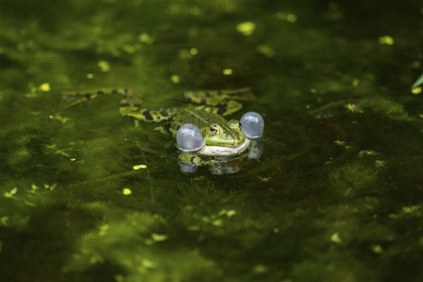 Edible frog (Pelophylax esculentus) in a little lake in the water, Bavaria, Germany, Europe