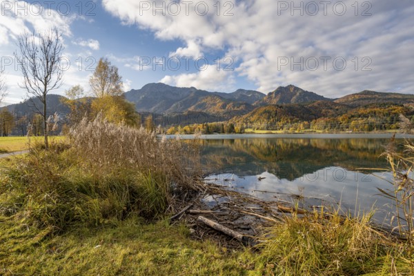 On the shore of Lake Lake Kochel with reflection, autumn landscape with mountain peaks Herzogstand and Heimgarten, Upper Bavaria, Bavaria, Germany, Europe