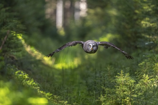 One great grey owl (Strix nebulosa) flying through a forest