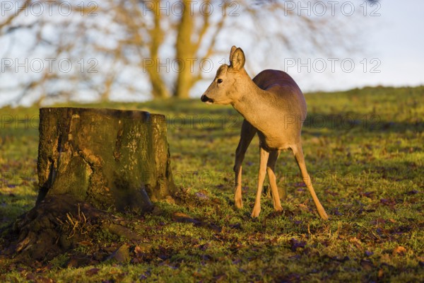 A male roe deer (Capreolus capreolus) nibbles moss from a tree stump at sunrise
