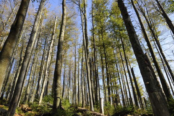 Forest scene with dry trees and clear sky, Lusen, Bavarian Forest National Park