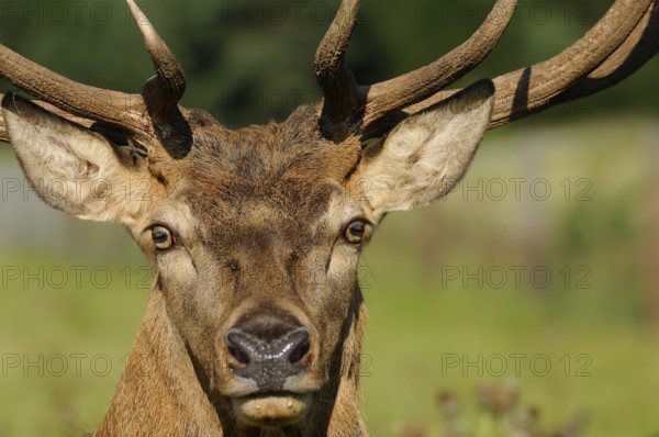 A stag with an attentive gaze and large antlers in the forest, red deer (Cervus elaphus), Bavaria