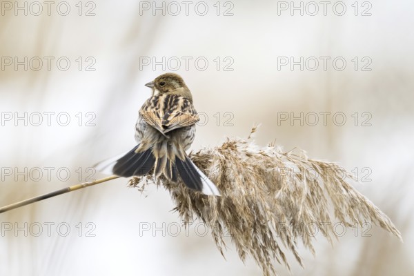 A reed bunting (Emberiza schoeniclus), female, sitting on a reed stalk and looking into the distance, the sky is slightly cloudy, Hesse, Germany, Europe
