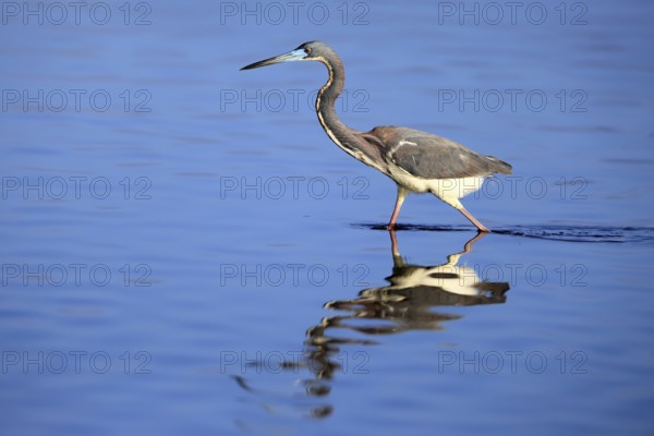 Tricoloured Heron (Egretta tricolor), adult, in the water, foraging, Merritt Island, Black Point Wildlife Drive, Florida, USA, North America