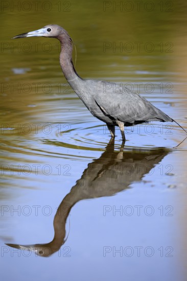 Great Blue Heron (Egretta caerulea), adult, in water, alert, foraging, Merritt Island, Black Point Wildlife Drive, Florida, USA, North America