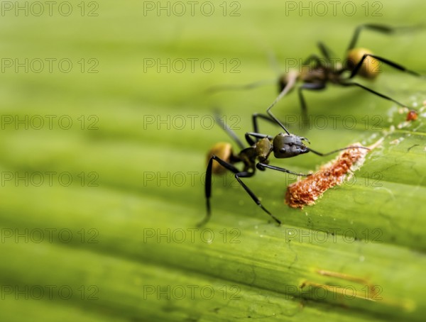 Two ants on a leaf, Corcovado National Park, Osa Peninsula, Puntarena Province, Costa Rica, Central America