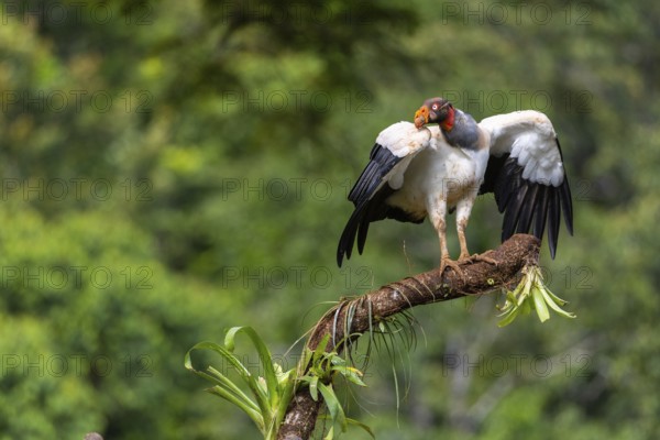 King vulture (Sarcoramphus papa), cock, vulture birds (Aegypiinae), Laguna del Lagarto Lodge, Alajuela, Costa Rica, Central America