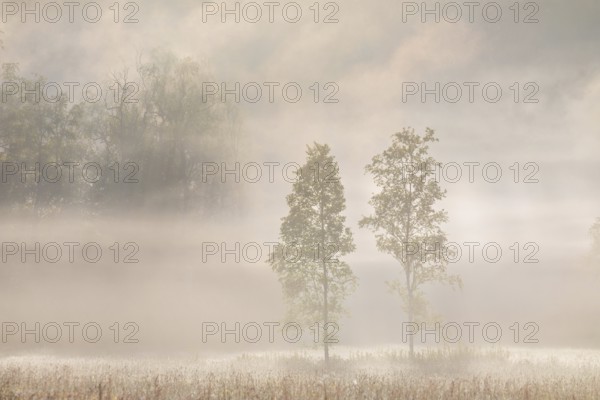 Birches (Betula) in the early morning mist, Birch family (Betulaceae), Irndorfer Hardt, Upper Danube nature park Park, Baden-Württemberg, Germany, Europe