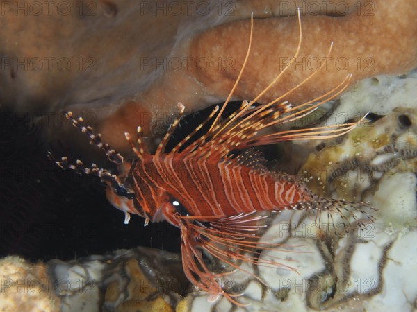 An antenna lionfish (Pterois antennata) with long spines swims between corals, dive site Toyapakeh, Nusa Ceningan, Nusa Penida, Bali, Indonesia, Asia
