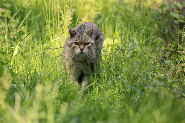 European wildcat (Felis silvestris), adult, meadow, stalking, foraging, alert, Germany, Europe