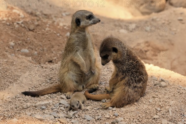Burrowing owl (Suricata suricatta), adult, two adults, juvenile, newborn, baby, at the burrow