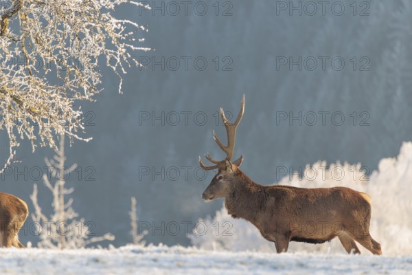 A red deer stag (Cervus elaphus) stands in the first light of day on a meadow covered in hoar frost in front of a Pear Tree. A hoarfrost forest can be seen in the background