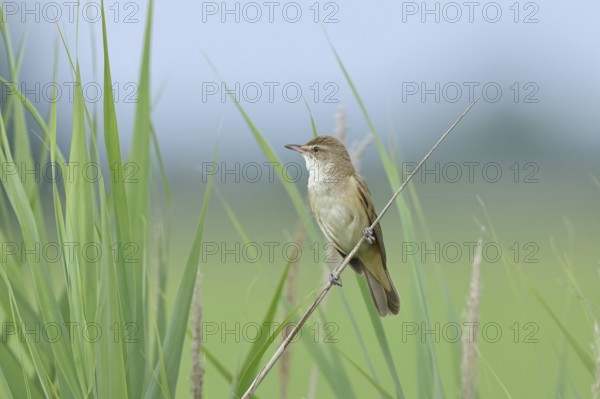 Great Reed Warbler (Acrocephalus arundinaceus), singing, twittering, sitting on a reed stalk in a reedbed, natural habitat, migratory bird, songbirds Lake Neusiedl, Burgenland, Austria, Europe