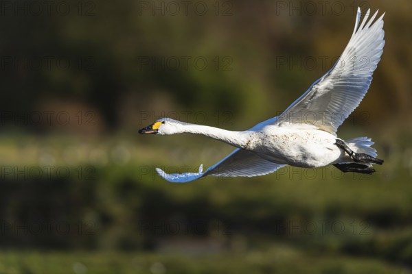 Tundra Swan, Bewick's Swan, Cygnus columbianus in flight at winter in Slimbridge, England, United Kingdom, Europe