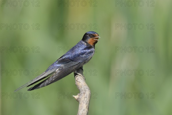 Barn Swallow (Hirundo rustica) sitting on a branch, Lake Neusiedl National Park, Burgenland, Austria, Europe