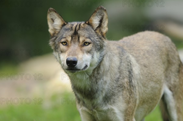 A wolf stands on a green meadow and looks alertly into the camera, Timberwolf (Canis lupus lycaon), Germany, Europe