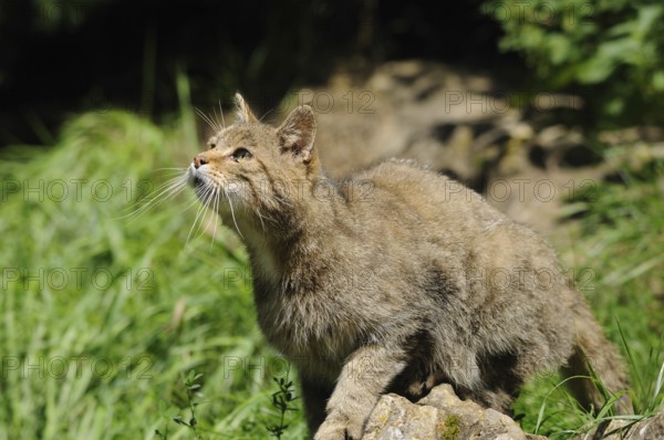 Wildcat in nature on a stone, attentive with raised front paw, Wildcat (Felis silvestris), Bavarian Forest National Park
