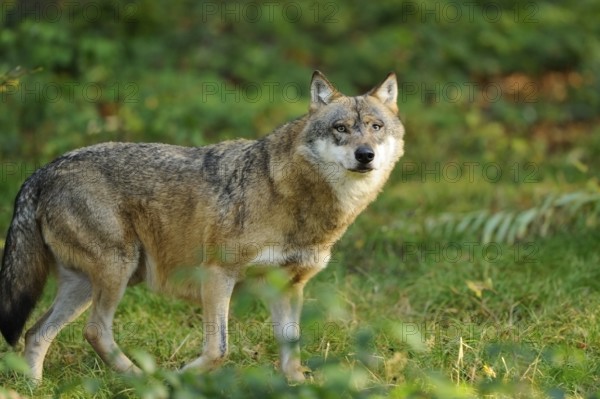Wolf standing in the green and looking alert in its natural environment, Eurasian wolf (Canis lupus lupus), Bavarian Forest National Park