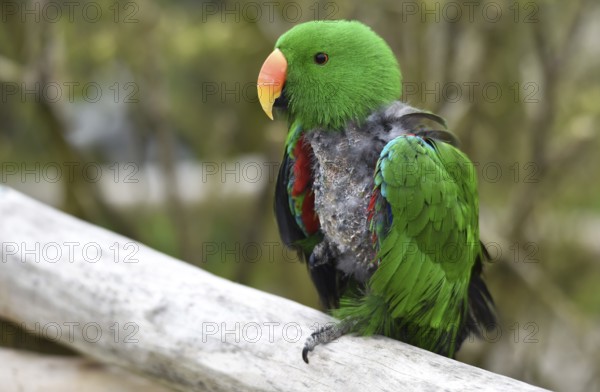 Noble parrot, (Eclectus) in moult, Vogelpark Marlow, Mecklenburg-Vorpommern, Germany, Europe