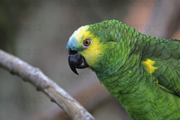 Yellow-headed Amazon (Amazona oratrix), adult, portrait, Central America, Central America